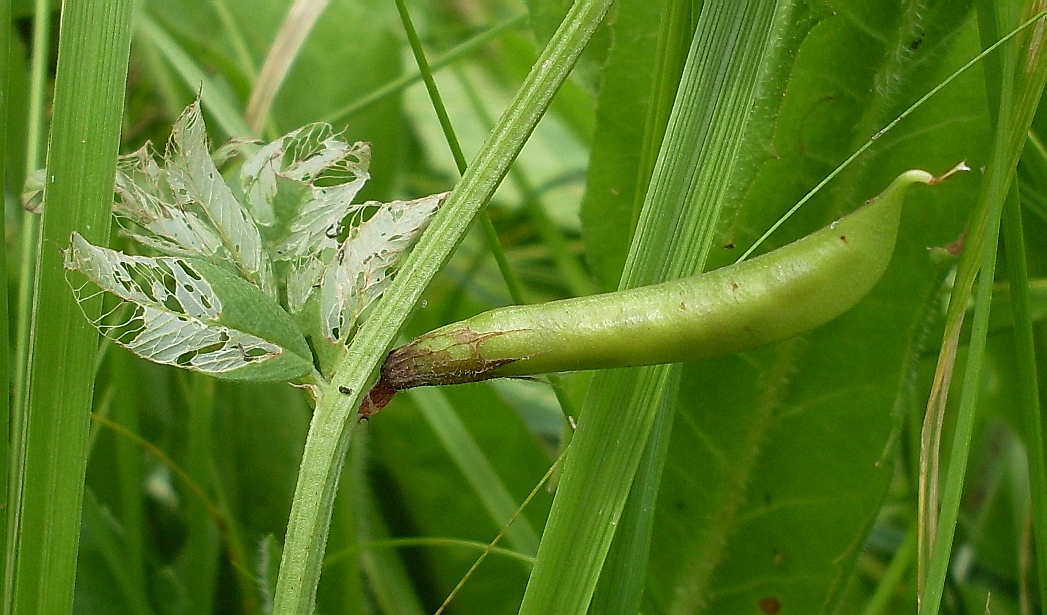 Изображение особи род Vicia.