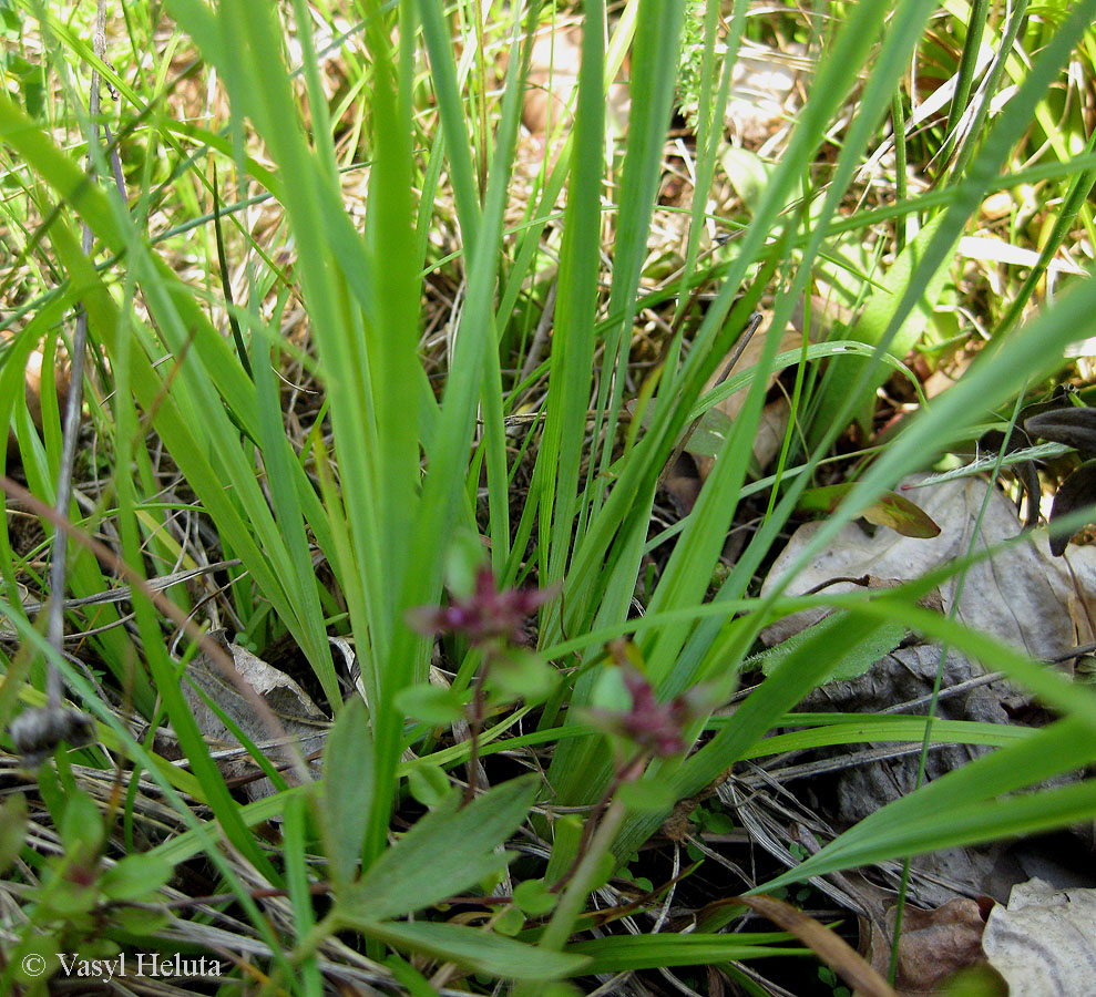 Image of Sisyrinchium septentrionale specimen.