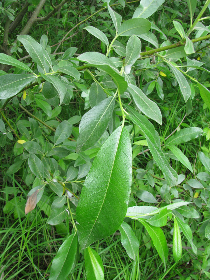 Image of Salix &times; laurina specimen.