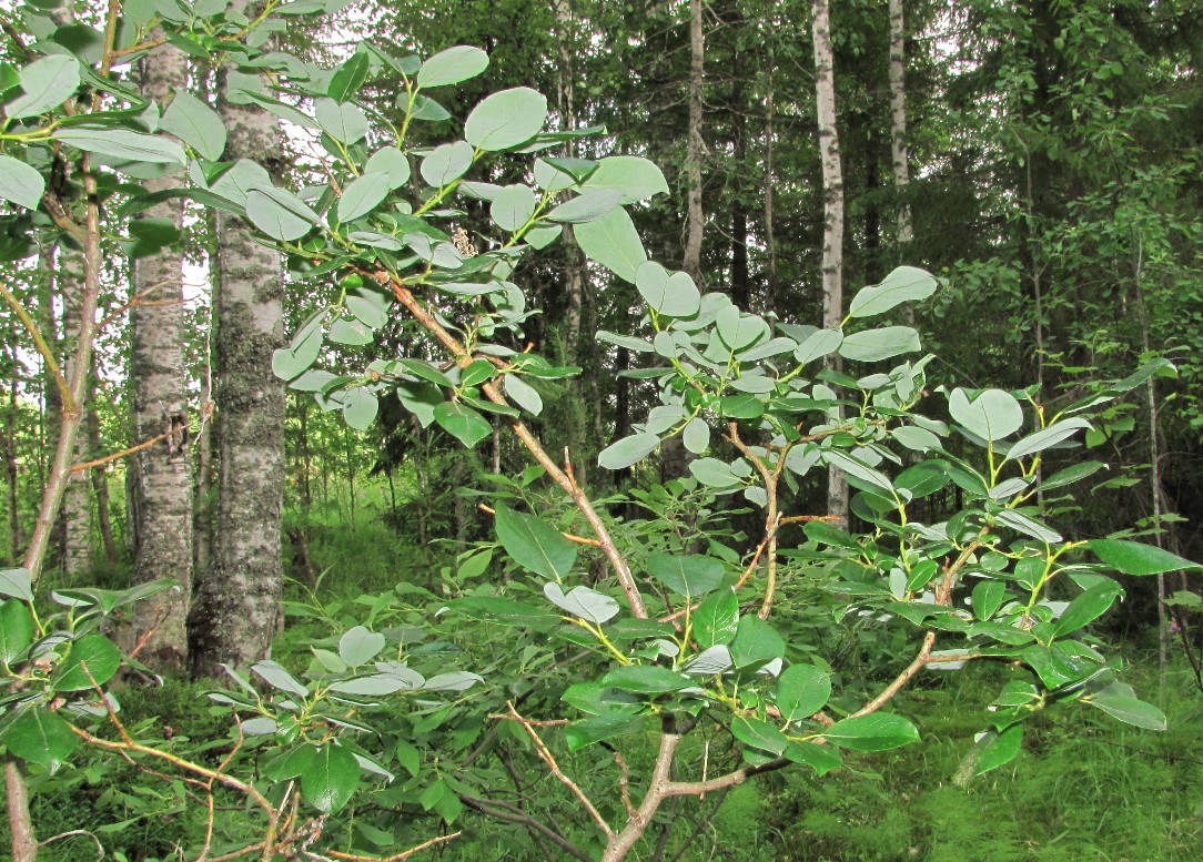 Image of Salix starkeana specimen.