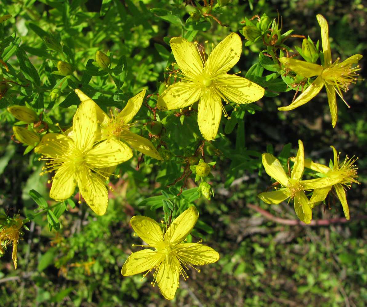 Image of Hypericum perforatum specimen.