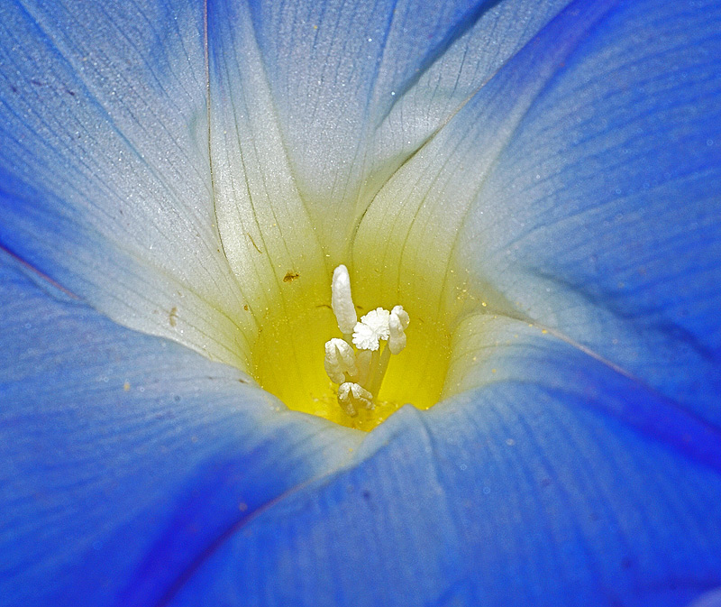 Image of Ipomoea tricolor specimen.