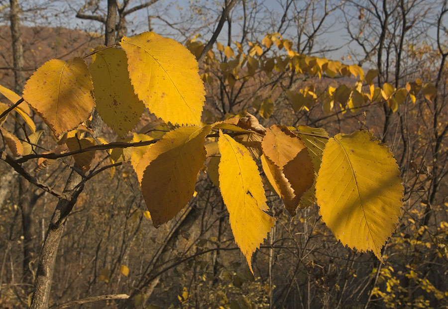 Image of Ulmus japonica specimen.