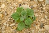 Forsskaolea tenacissima. Молодое растение на пляже. Израиль, впадина Мёртвого моря, Эйн Бокек. 29.04.2012.