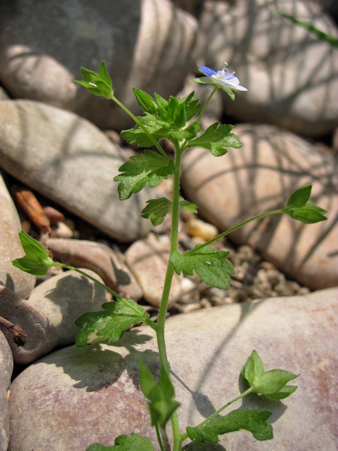 Image of Veronica persica specimen.