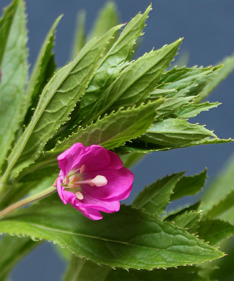 Image of Epilobium hirsutum specimen.