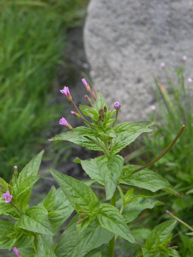 Image of Epilobium smyrneum specimen.