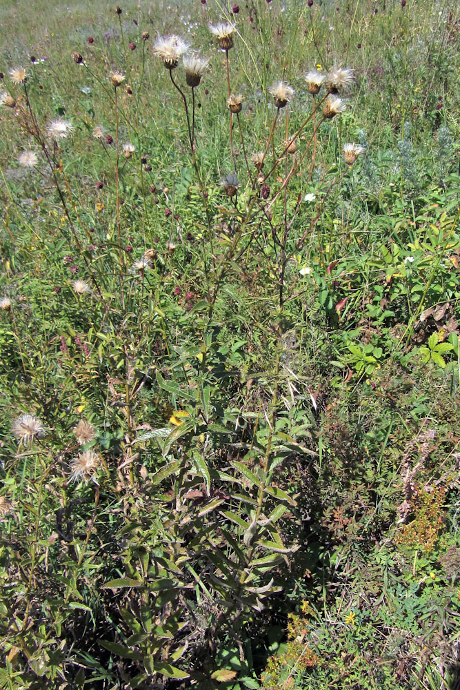 Image of Cirsium serratuloides specimen.