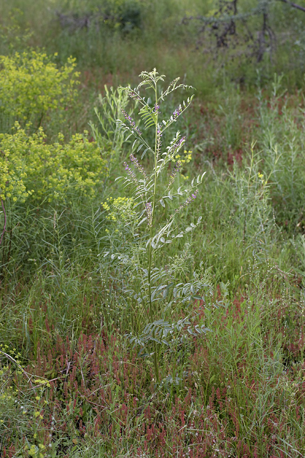 Изображение особи Glycyrrhiza glabra.