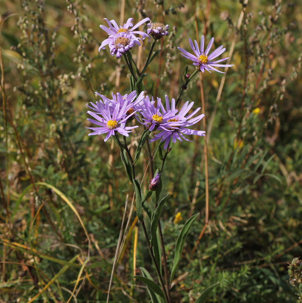 Изображение особи Aster amellus.