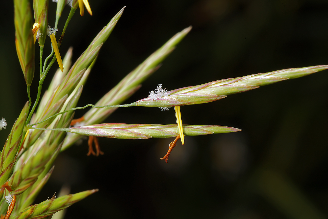 Изображение особи Bromopsis inermis.