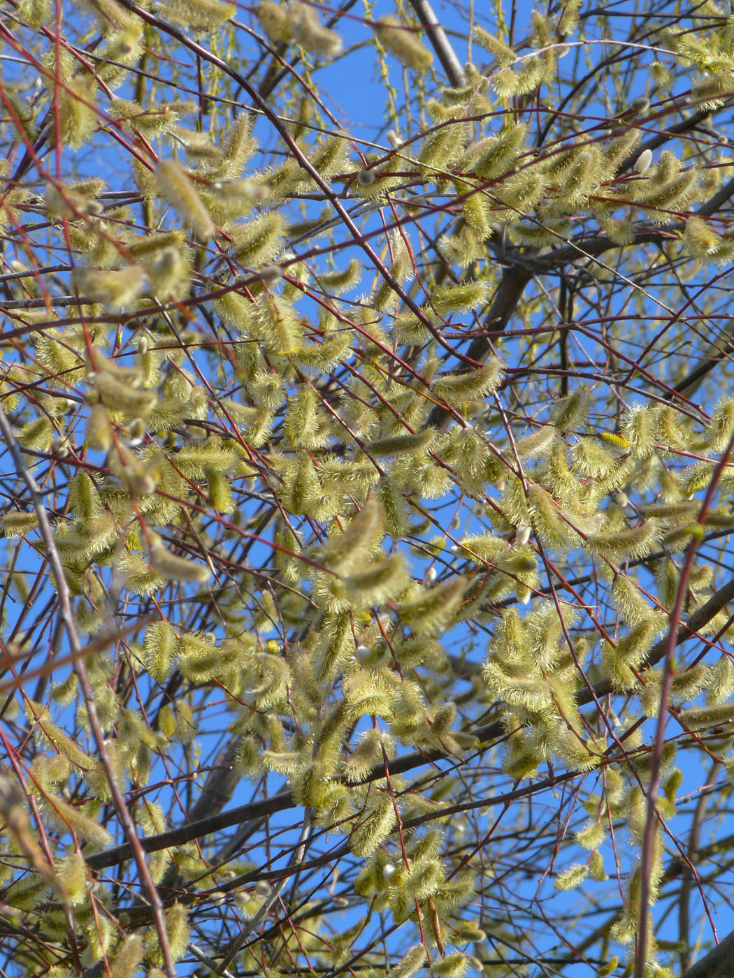 Image of Salix acutifolia specimen.