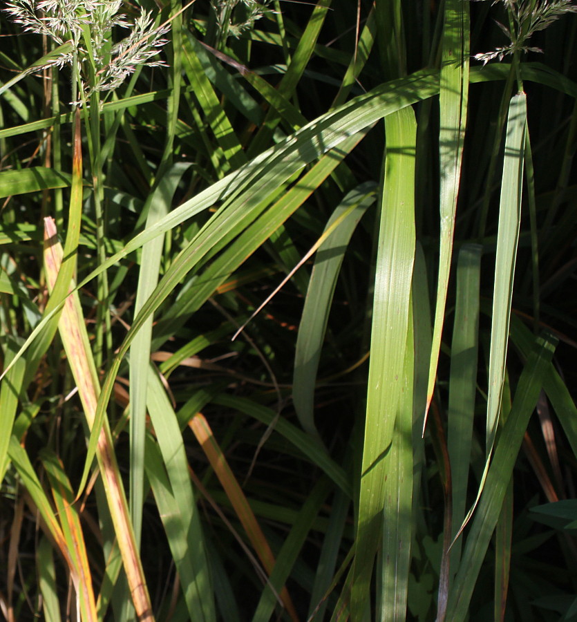 Изображение особи род Calamagrostis.