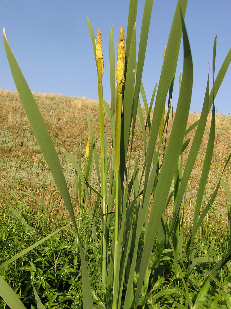 Изображение особи Typha latifolia.