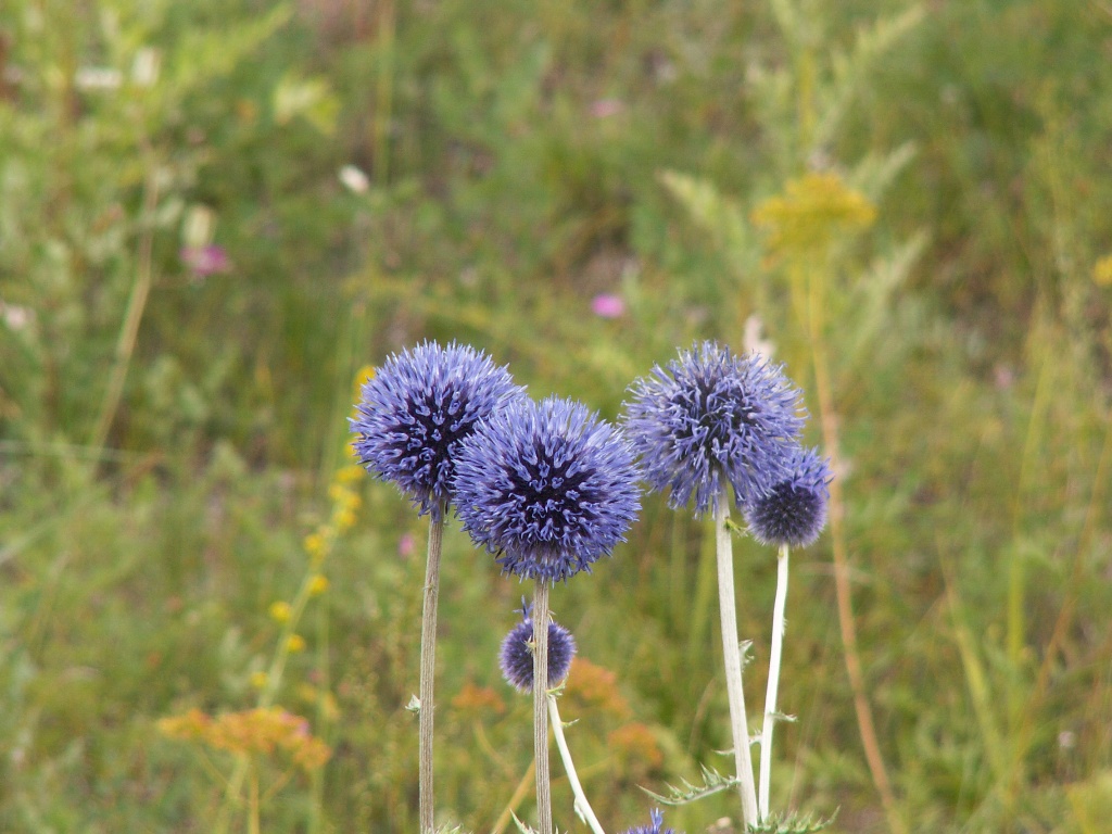 Image of Echinops davuricus specimen.