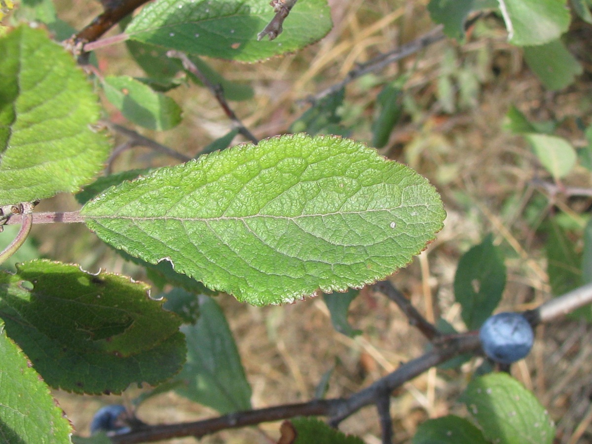 Image of Prunus stepposa specimen.