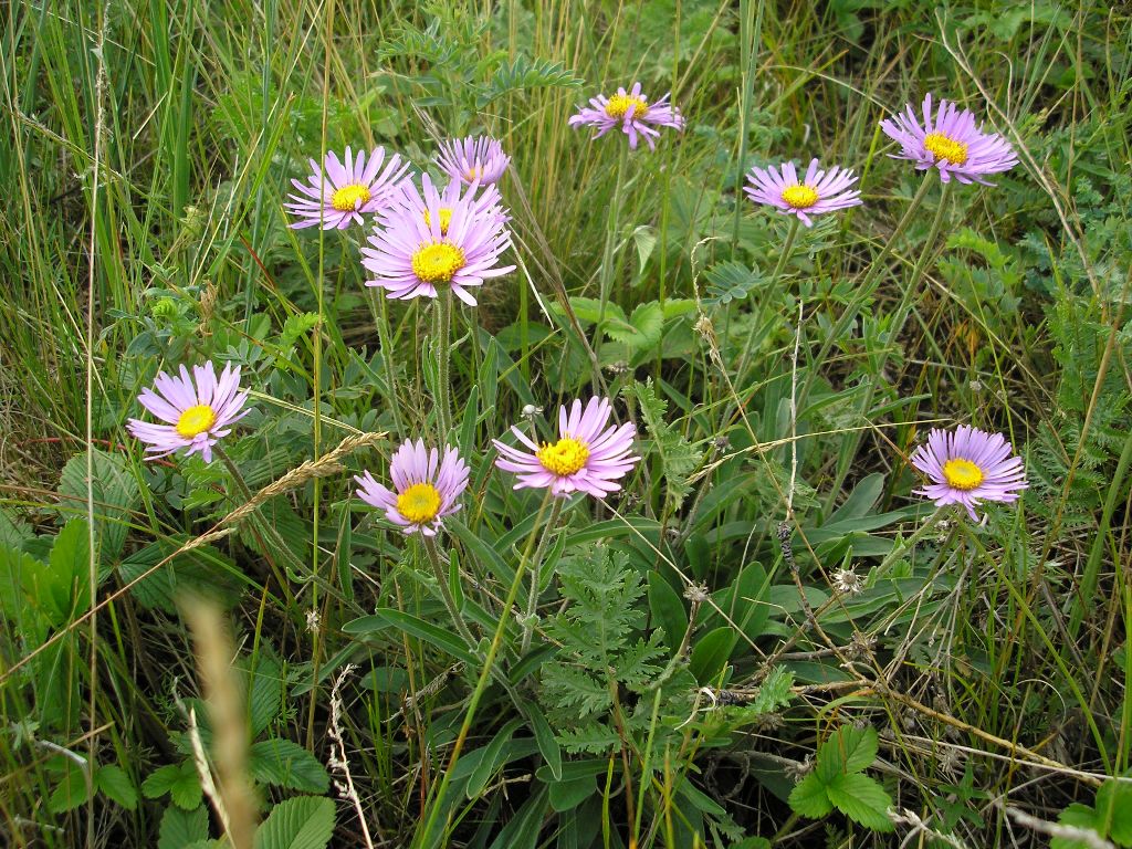 Image of Aster serpentimontanus specimen.