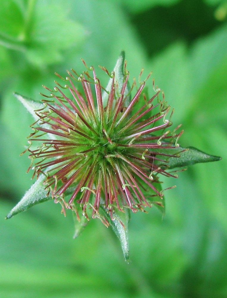 Image of Geum urbanum specimen.