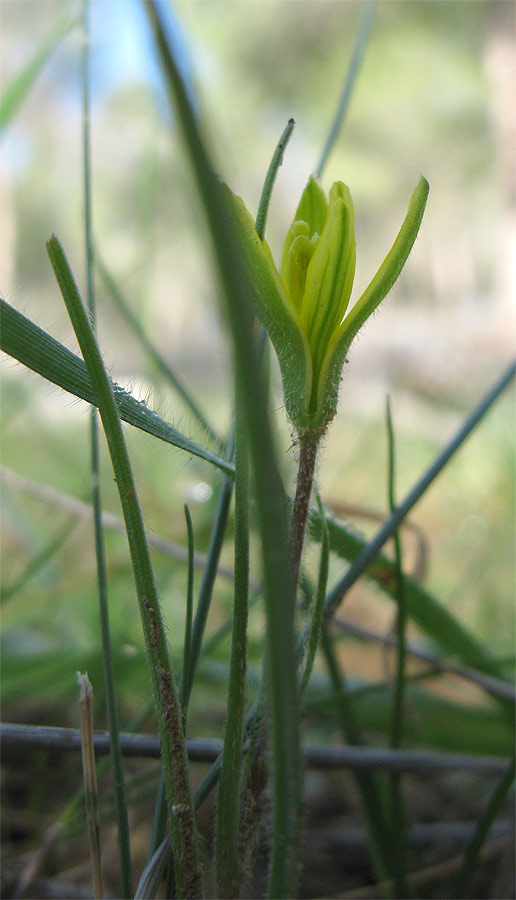 Image of genus Gagea specimen.