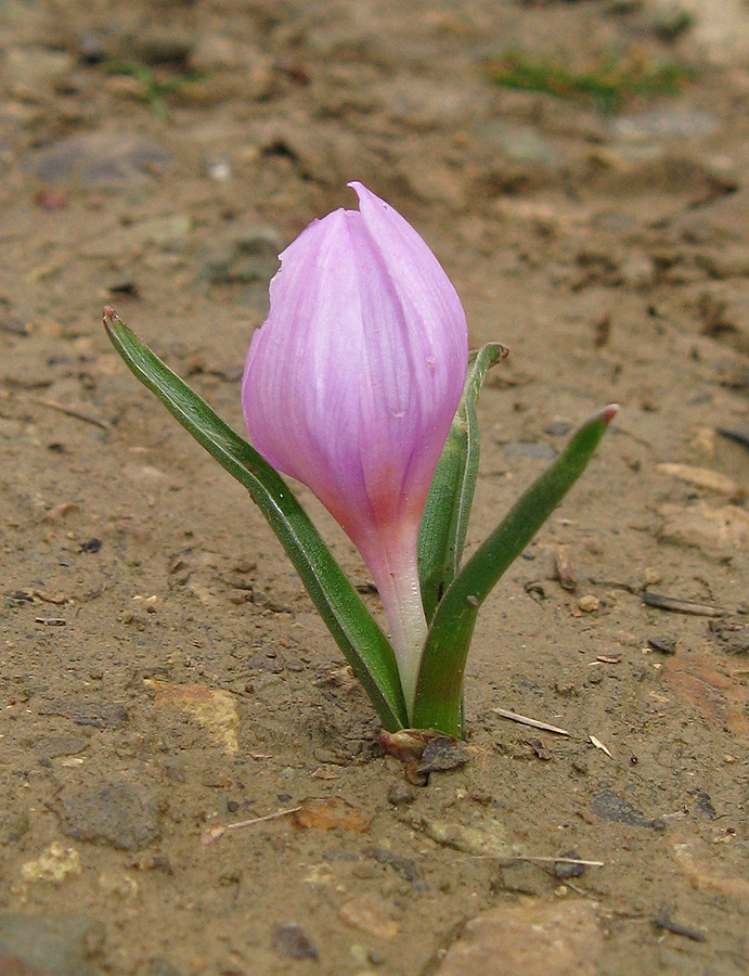 Image of Colchicum triphyllum specimen.