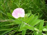 Calystegia dahurica