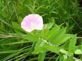 Смотреть изображение Calystegia dahurica