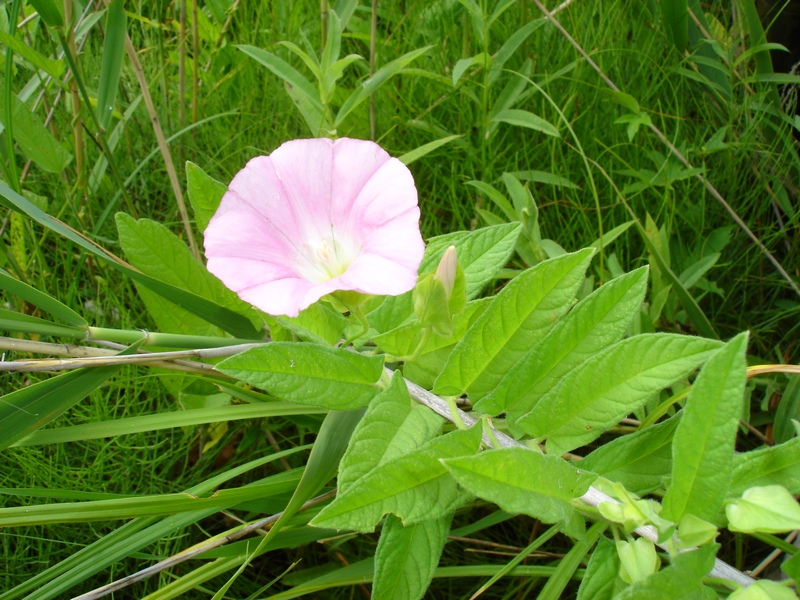 Image of Calystegia dahurica specimen.