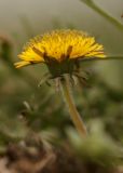 genus Taraxacum. Соцветие. Ростовская обл., Мясниковский р-н, окр. хут. Щедрый, Чулекская балка. 07.04.2013.