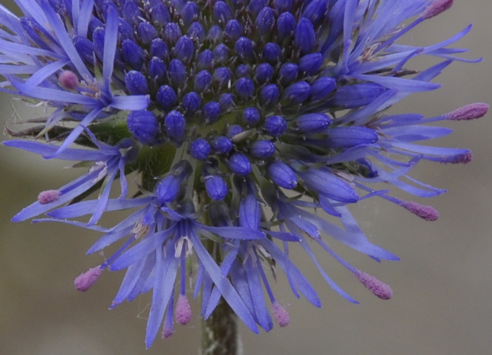 Image of Jasione heldreichii specimen.