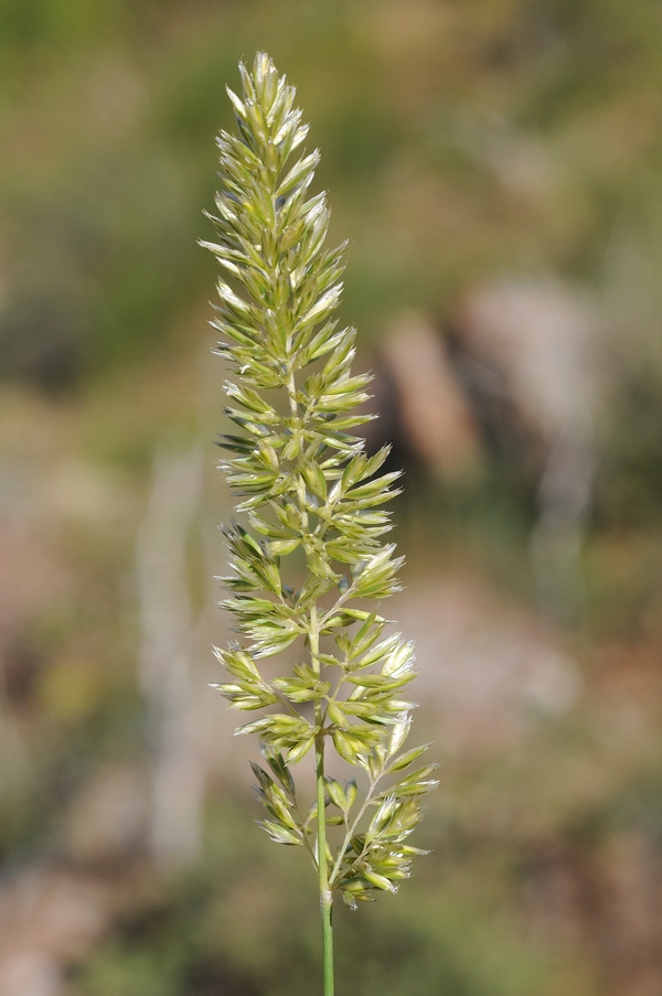 Image of Koeleria macrantha specimen.