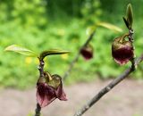 Asimina triloba. Побеги с распускающимися цветками. Германия, г. Krefeld, Ботанический сад. 11.05.2013.