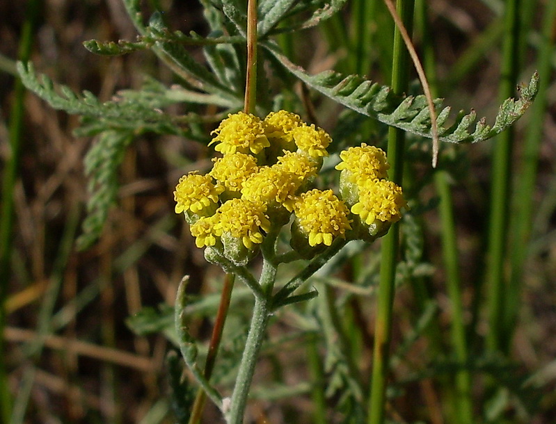 Изображение особи Achillea micrantha.