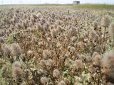 Trifolium diffusum