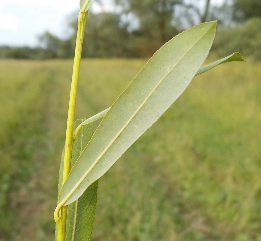 Изображение особи Salix vinogradovii.