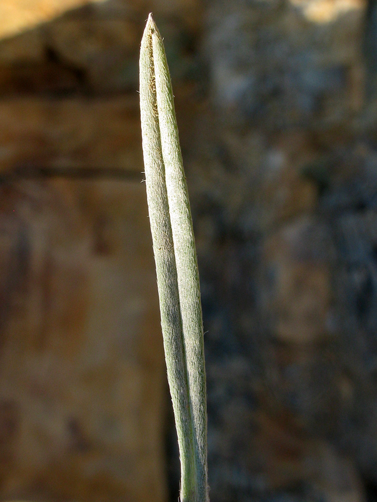 Image of Onosma polyphylla specimen.