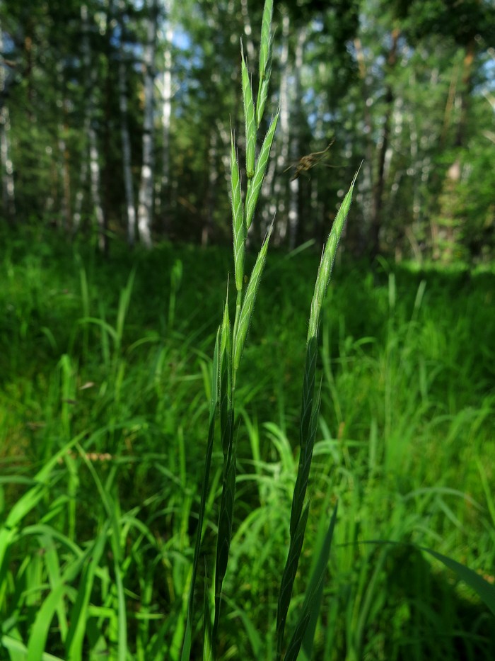 Изображение особи Brachypodium pinnatum.