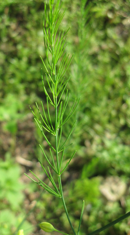 Image of Asparagus officinalis specimen.