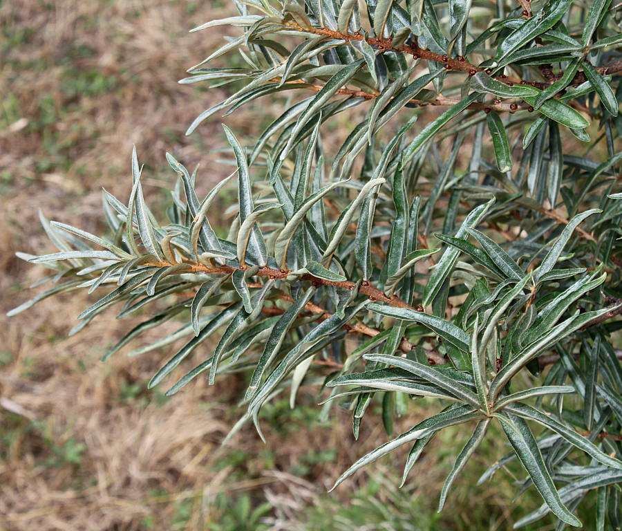 Image of Hippophae rhamnoides specimen.