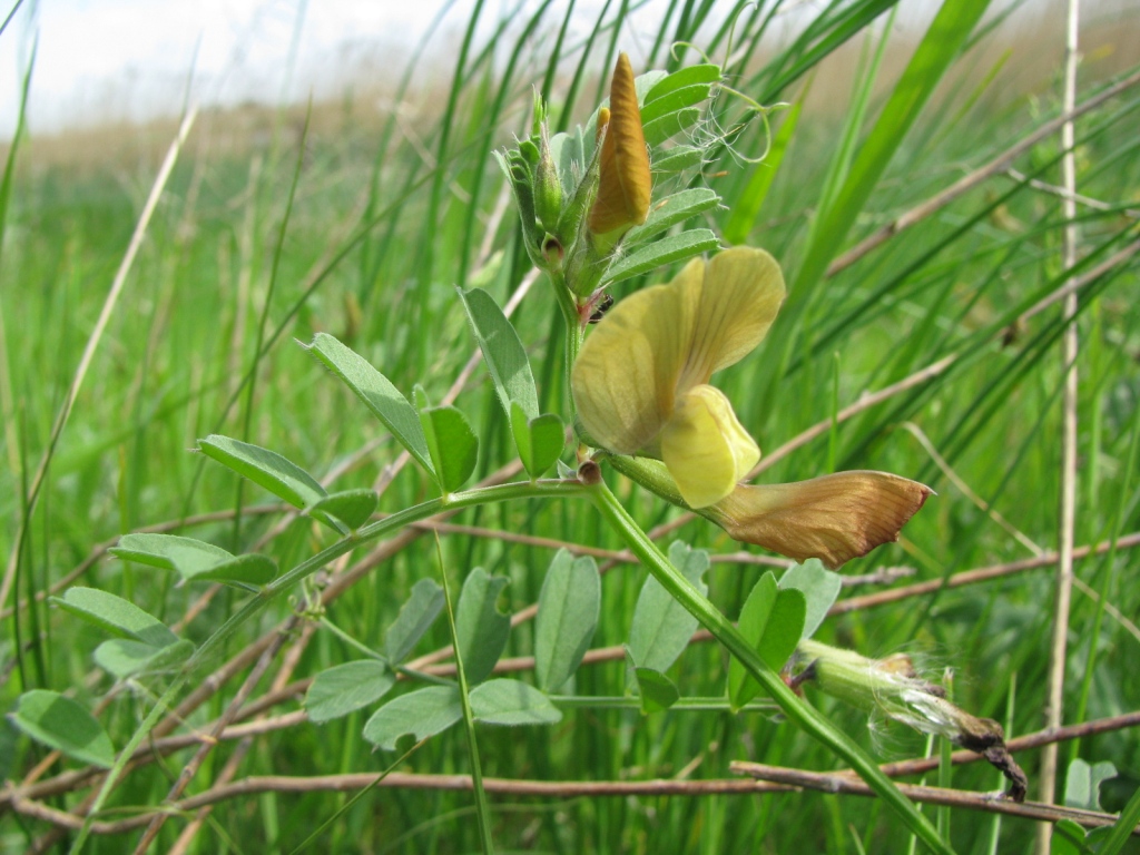 Image of Vicia grandiflora specimen.