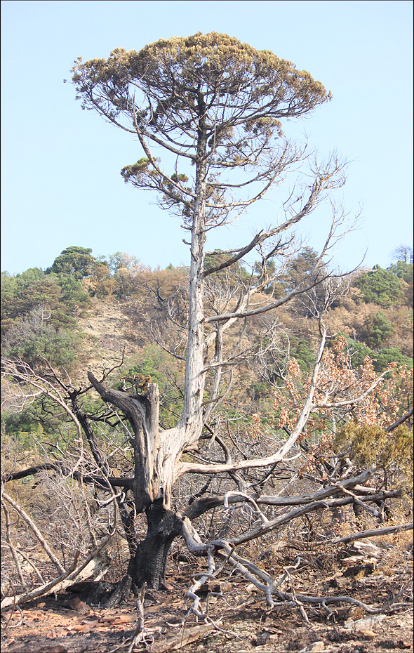 Изображение особи Juniperus excelsa.