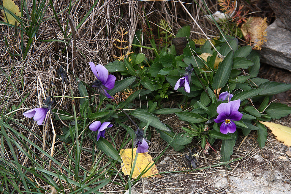 Изображение особи Viola tricolor.