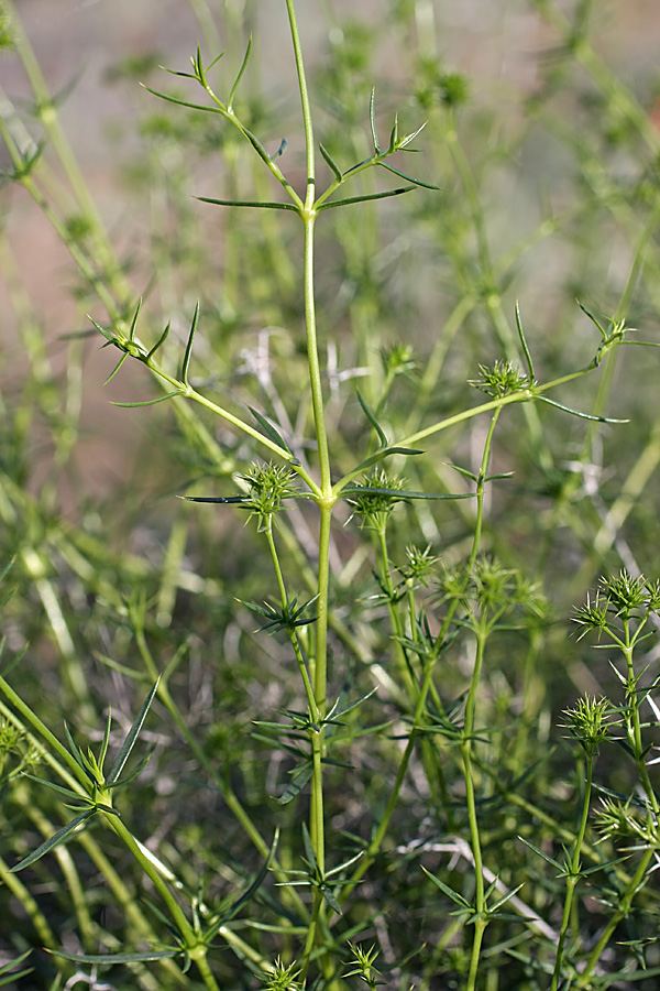 Image of Acanthophyllum borsczowii specimen.