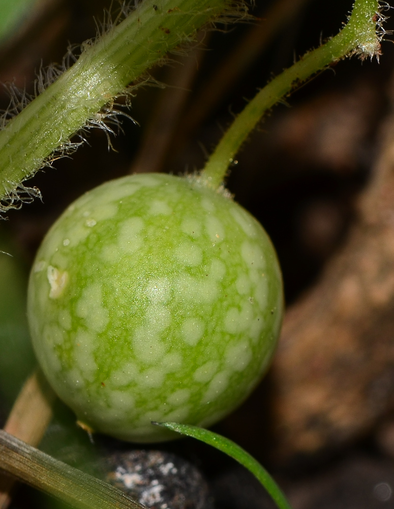 Image of Bryonia syriaca specimen.