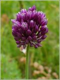 Allium rotundum