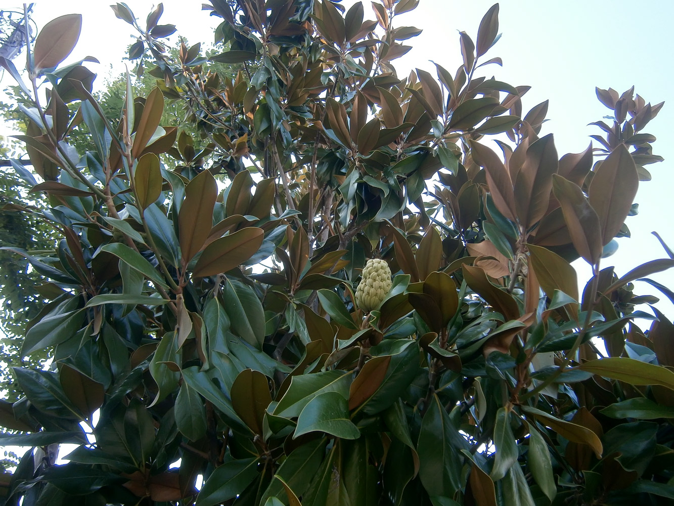 Image of Magnolia grandiflora specimen.