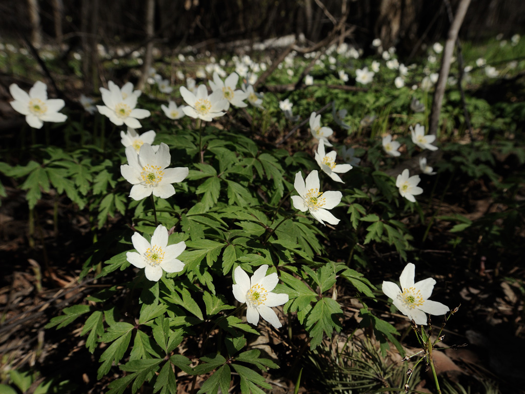 Image of Anemone nemorosa specimen.