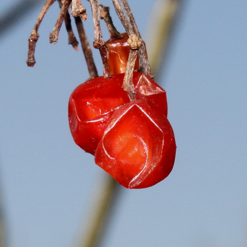 Image of Viburnum opulus specimen.