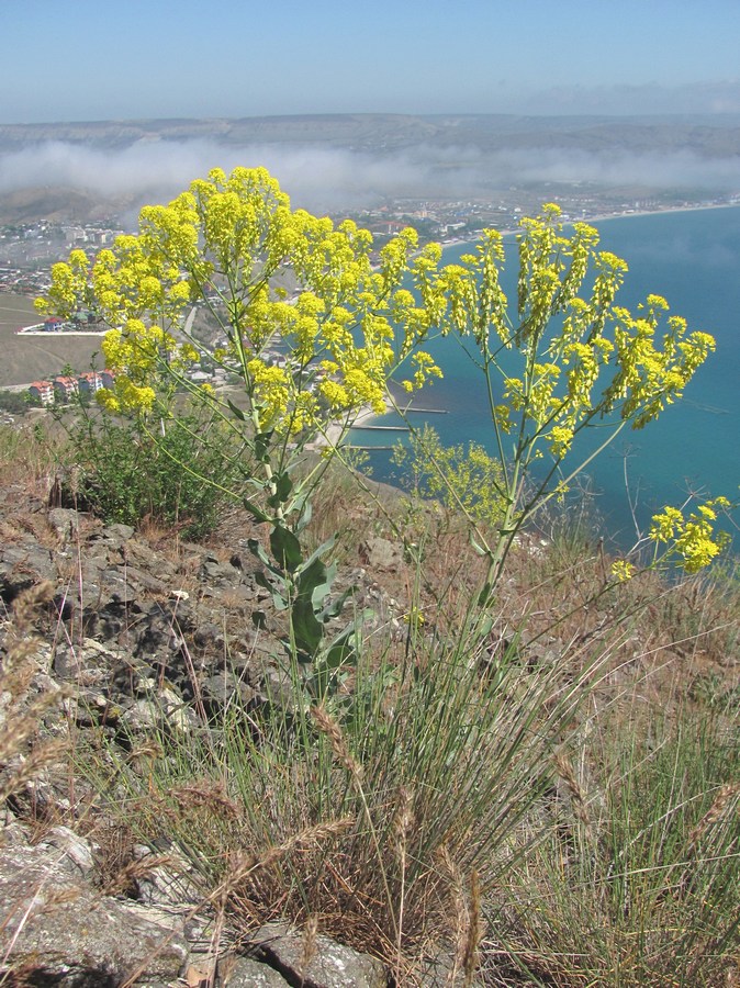 Image of Isatis tomentella specimen.