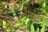 Veronica officinalis