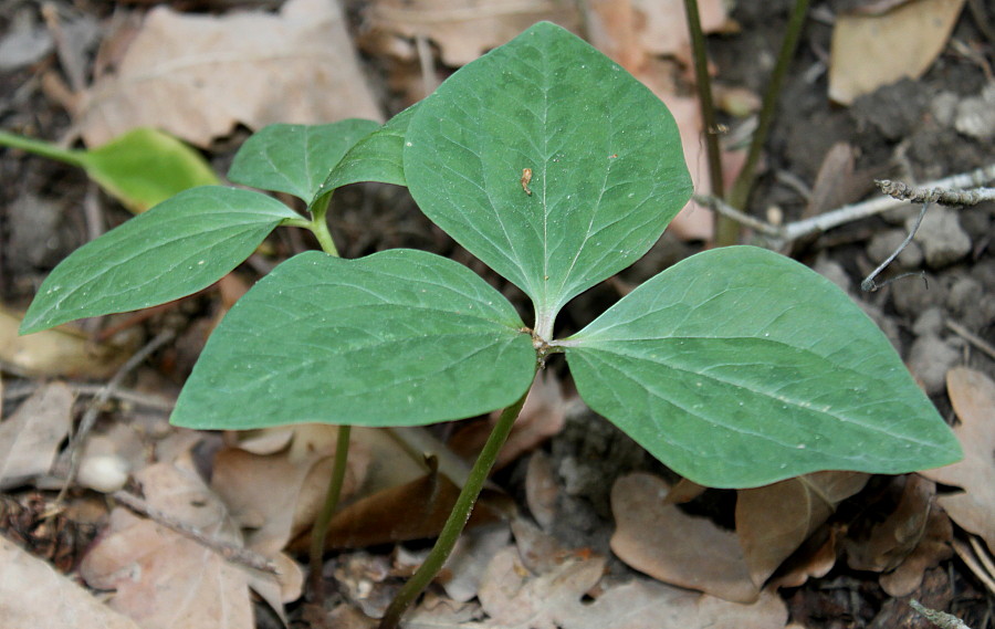 Image of genus Trillium specimen.